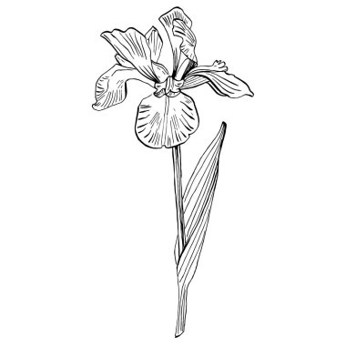 İris çiçeği, vektör illüstrasyonu