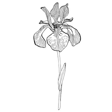 İris çiçeği, vektör illüstrasyonu