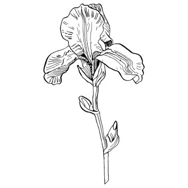 İris çiçeği, vektör illüstrasyonu
