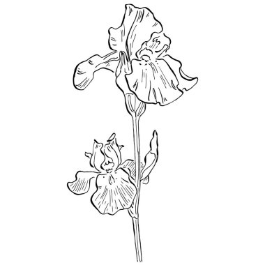 İris çiçeği, vektör illüstrasyonu