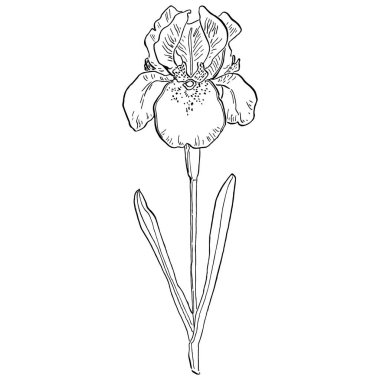 İris çiçeği, vektör illüstrasyonu
