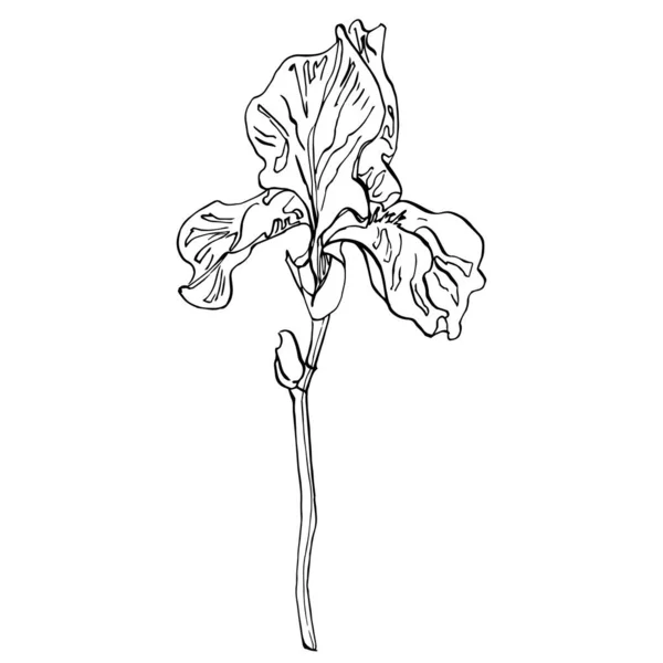 Iris Flor Ilustración Vectorial — Archivo Imágenes Vectoriales