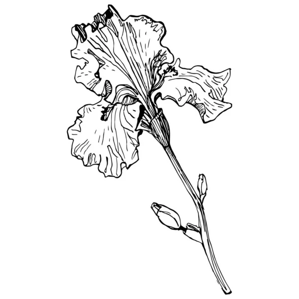 Kwiat Tęczówki Ilustracja Wektora — Wektor stockowy