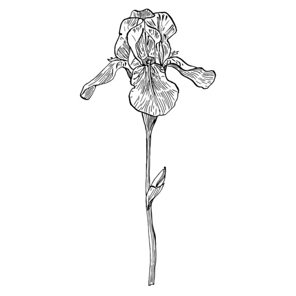 Iris Flower Vector Illustration — Stock Vector
