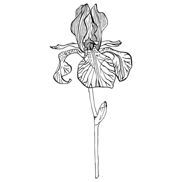 Квітка Ірису Векторні Ілюстрації — стоковий вектор