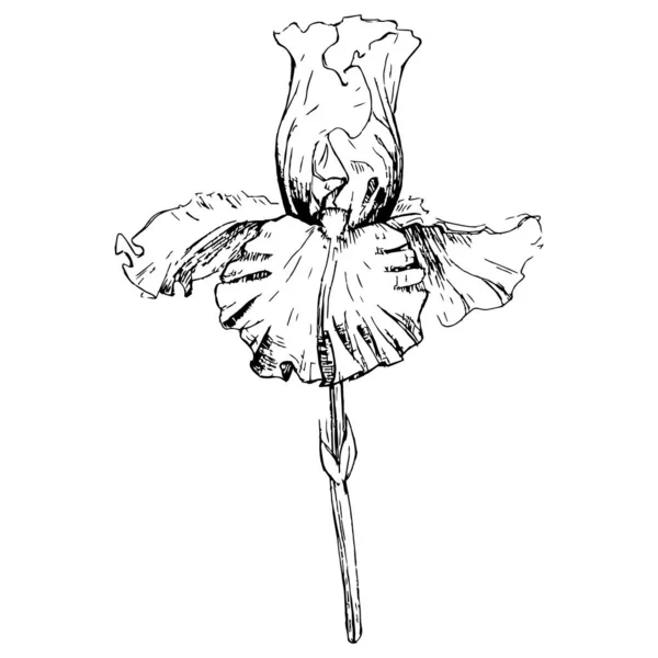 Iris Λουλούδι Διανυσματική Απεικόνιση — Διανυσματικό Αρχείο