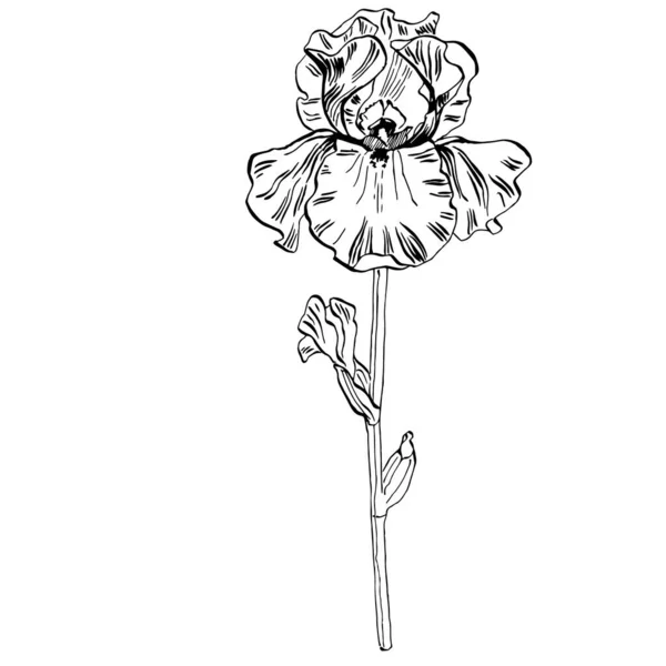 Fiore Iris Illustrazione Vettoriale — Vettoriale Stock