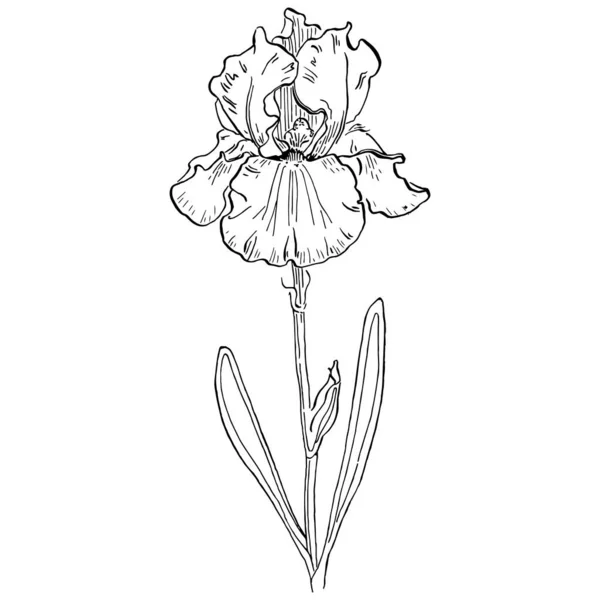 Irisblume Vektorillustration — Stockvektor