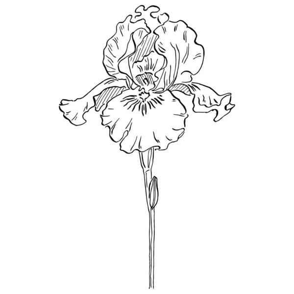 Iris Virág Vektor Illusztráció — Stock Vector
