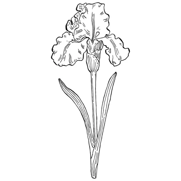 Fiore Iris Illustrazione Vettoriale — Vettoriale Stock
