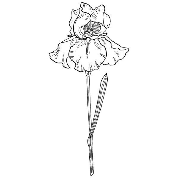 Iris Virág Vektor Illusztráció — Stock Vector