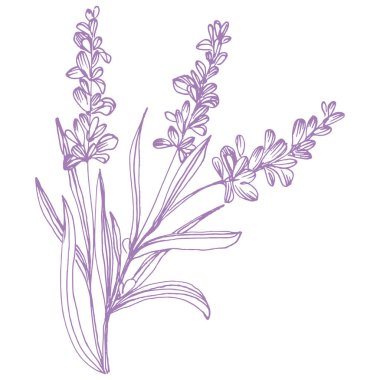 Lavanta çiçeği. Fransız tarlası Lavandula 'nın klasik botanik çizimi. Çiçekli lavanta. El çizimi vektör çizimi beyaza izole edildi 