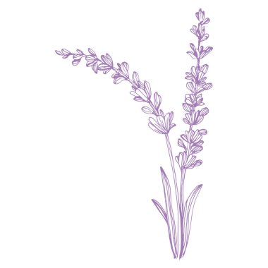 Lavanta çiçeği. Fransız tarlası Lavandula 'nın klasik botanik çizimi. Çiçekli lavanta. El çizimi vektör çizimi beyaza izole edildi 