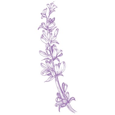 Lavanta çiçeği. Fransız tarlası Lavandula 'nın klasik botanik çizimi. Çiçekli lavanta. El çizimi vektör çizimi beyaza izole edildi 