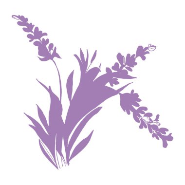 Lavanta çiçeği. Fransız tarlası Lavandula 'nın klasik botanik çizimi. Çiçekli lavanta. El çizimi vektör çizimi beyaza izole edildi 