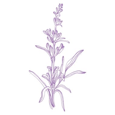 Lavanta çiçeği. Fransız tarlası Lavandula 'nın klasik botanik çizimi. Çiçekli lavanta. El çizimi vektör çizimi beyaza izole edildi 