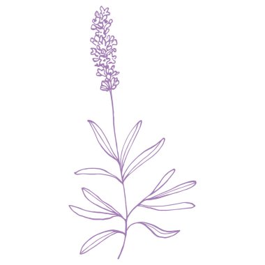 Lavanta çiçeği. Fransız tarlası Lavandula 'nın klasik botanik çizimi. Çiçekli lavanta. El çizimi vektör çizimi beyaza izole edildi 