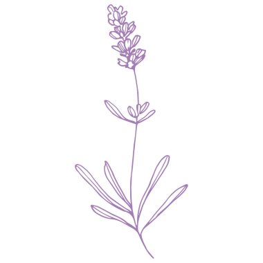 Lavanta çiçeği. Fransız tarlası Lavandula 'nın klasik botanik çizimi. Çiçekli lavanta. El çizimi vektör çizimi beyaza izole edildi 