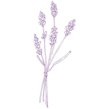 Lavanta çiçeği. Fransız tarlası Lavandula 'nın klasik botanik çizimi. Çiçekli lavanta. El çizimi vektör çizimi beyaza izole edildi 