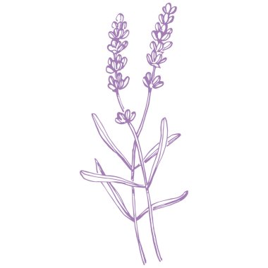 Lavanta çiçeği. Fransız tarlası Lavandula 'nın klasik botanik çizimi. Çiçekli lavanta. El çizimi vektör çizimi beyaza izole edildi 