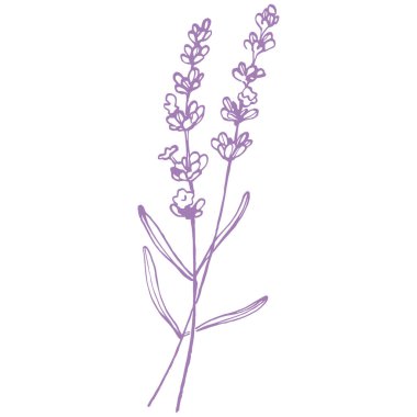 Lavanta çiçeği. Fransız tarlası Lavandula 'nın klasik botanik çizimi. Çiçekli lavanta. El çizimi vektör çizimi beyaza izole edildi 