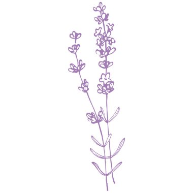 Lavanta çiçeği. Fransız tarlası Lavandula 'nın klasik botanik çizimi. Çiçekli lavanta. El çizimi vektör çizimi beyaza izole edildi 