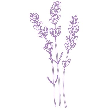 Lavanta çiçeği. Fransız tarlası Lavandula 'nın klasik botanik çizimi. Çiçekli lavanta. El çizimi vektör çizimi beyaza izole edildi 