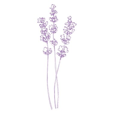 Lavanta çiçeği. Fransız tarlası Lavandula 'nın klasik botanik çizimi. Çiçekli lavanta. El çizimi vektör çizimi beyaza izole edildi 