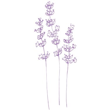 Lavanta çiçeği. Fransız tarlası Lavandula 'nın klasik botanik çizimi. Çiçekli lavanta. El çizimi vektör çizimi beyaza izole edildi 