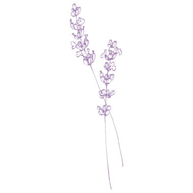 Lavanta çiçeği. Fransız tarlası Lavandula 'nın klasik botanik çizimi. Çiçekli lavanta. El çizimi vektör çizimi beyaza izole edildi 