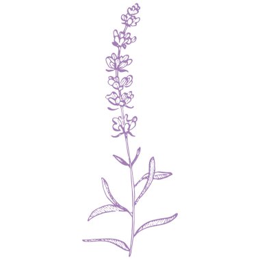 Lavanta çiçeği. Fransız tarlası Lavandula 'nın klasik botanik çizimi. Çiçekli lavanta. El çizimi vektör çizimi beyaza izole edildi 