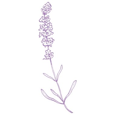 Lavanta çiçeği. Fransız tarlası Lavandula 'nın klasik botanik çizimi. Çiçekli lavanta. El çizimi vektör çizimi beyaza izole edildi 