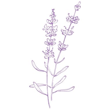 Lavanta çiçeği. Fransız tarlası Lavandula 'nın klasik botanik çizimi. Çiçekli lavanta. El çizimi vektör çizimi beyaza izole edildi 