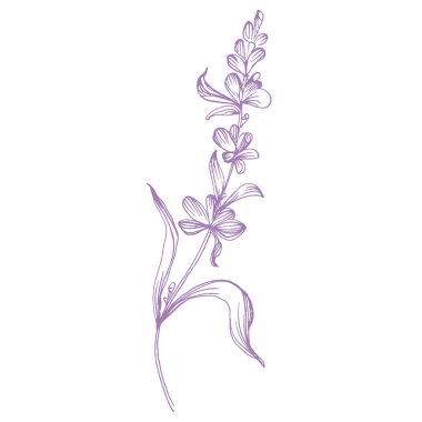 Lavanta çiçeği. Fransız tarlası Lavandula 'nın klasik botanik çizimi. Çiçekli lavanta. El çizimi vektör çizimi beyaza izole edildi 