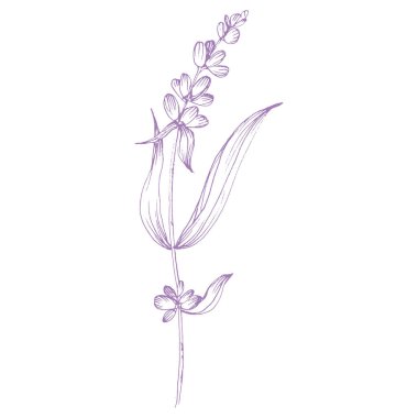 Lavanta çiçeği. Fransız tarlası Lavandula 'nın klasik botanik çizimi. Çiçekli lavanta. El çizimi vektör çizimi beyaza izole edildi 