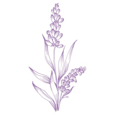 Lavanta çiçeği. Fransız tarlası Lavandula 'nın klasik botanik çizimi. Çiçekli lavanta. El çizimi vektör çizimi beyaza izole edildi 