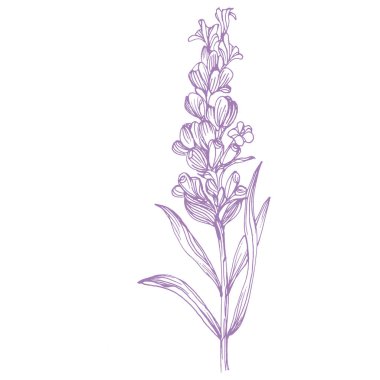 Lavanta çiçeği. Fransız tarlası Lavandula 'nın klasik botanik çizimi. Çiçekli lavanta. El çizimi vektör çizimi beyaza izole edildi 