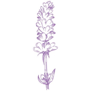 Lavanta çiçeği. Fransız tarlası Lavandula 'nın klasik botanik çizimi. Çiçekli lavanta. El çizimi vektör çizimi beyaza izole edildi 