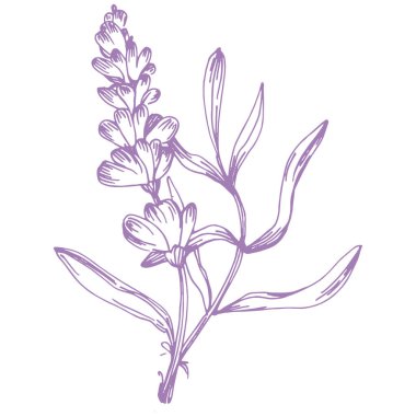 Lavanta çiçeği. Fransız tarlası Lavandula 'nın klasik botanik çizimi. Çiçekli lavanta. El çizimi vektör çizimi beyaza izole edildi 