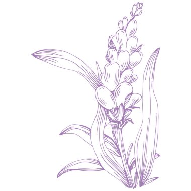 Lavanta çiçeği. Fransız tarlası Lavandula 'nın klasik botanik çizimi. Çiçekli lavanta. El çizimi vektör çizimi beyaza izole edildi 