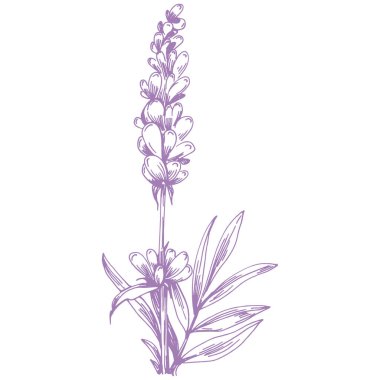 Lavanta çiçeği. Fransız tarlası Lavandula 'nın klasik botanik çizimi. Çiçekli lavanta. El çizimi vektör çizimi beyaza izole edildi 