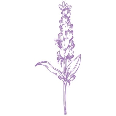 Lavanta çiçeği. Fransız tarlası Lavandula 'nın klasik botanik çizimi. Çiçekli lavanta. El çizimi vektör çizimi beyaza izole edildi 