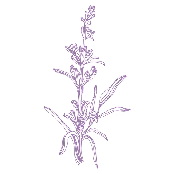 Lavanta Çiçeği Fransız Tarlası Lavandula Nın Klasik Botanik Çizimi Çiçekli — Stok Vektör