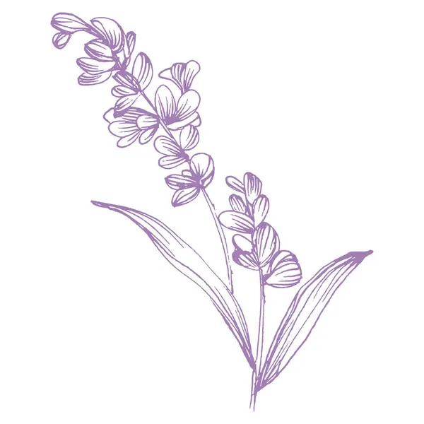 Lavender Sketch Flower Vintage Botanical Drawing French Field Lavandula Blossomed — Stock Vector