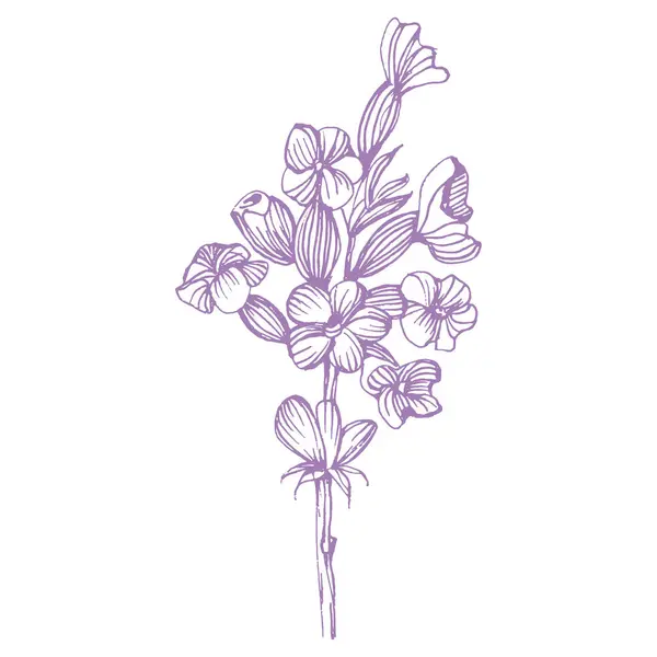 Lavender Sketch Flower Vintage Botanical Drawing French Field Lavandula Blossomed — Stock Vector