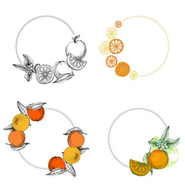 Okaliptüs yaprakları. Çiçekli botanik çiçeği. İzole illüstrasyon elementi. Arkaplan, doku, ambalaj deseni, çerçeve veya kenar çizimi için vektör el.