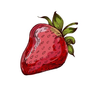 Çilek İllüstrasyonu. Taze çilekler, şeffaf arka planda izole edilmiş tatlı ve ferahlatıcı..