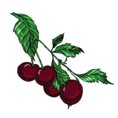 Beyaz arkaplanda kirazlar, şeffaf arkaplan kesiminde el çizimi kiraz çizimi