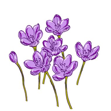 El yapımı Crocus çiçeği. Vektör çizimi. Grafik stili etiketi, etiket, menü, paket ögeleri. İşlenmiş biçim illüstrasyonu.