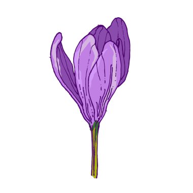 El yapımı Crocus çiçeği. Vektör çizimi. Grafik stili etiketi, etiket, menü, paket ögeleri. İşlenmiş biçim illüstrasyonu.